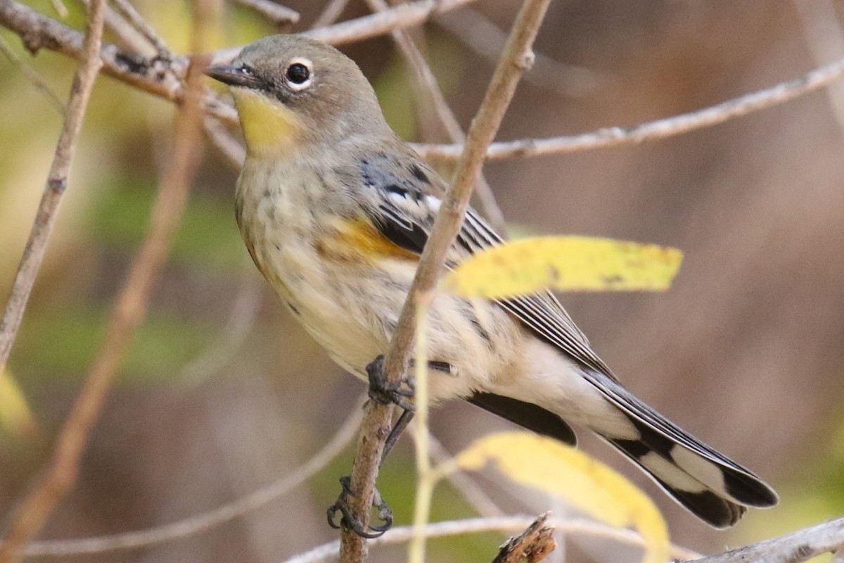 Yellow-rumped Warbler - ML610649451