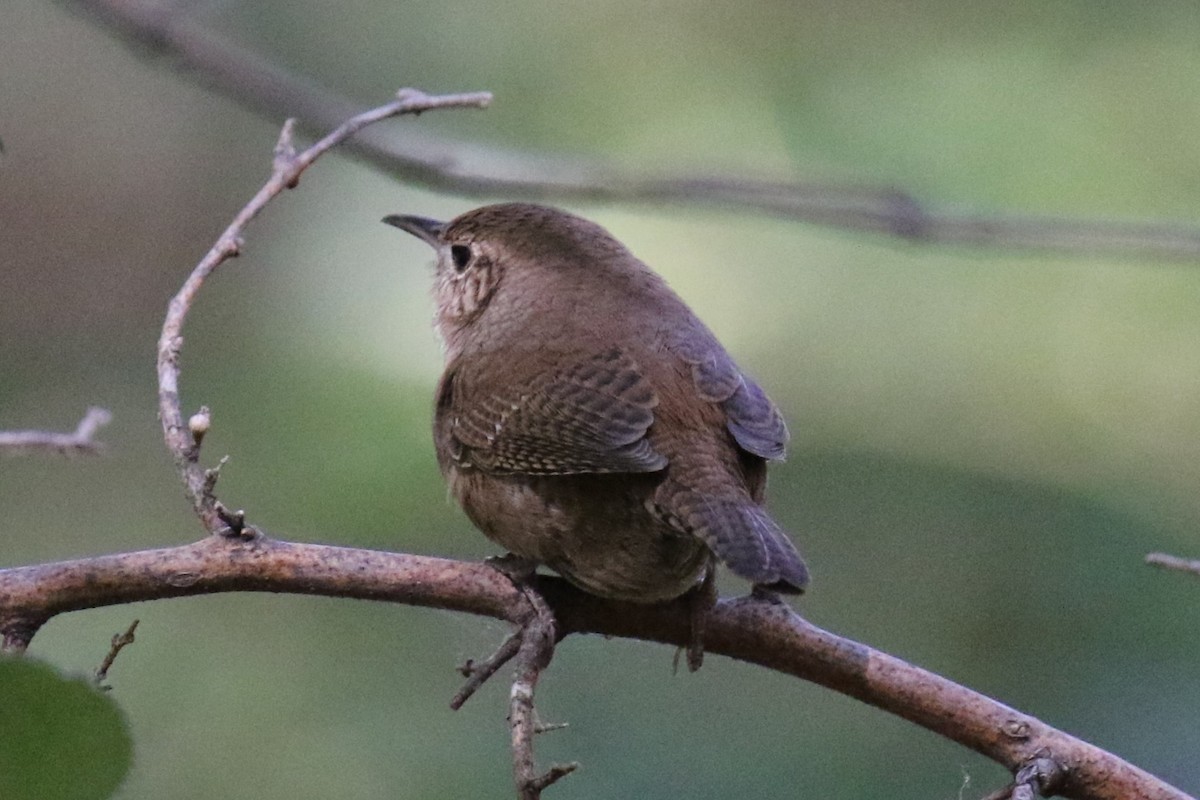 House Wren - ML610649460