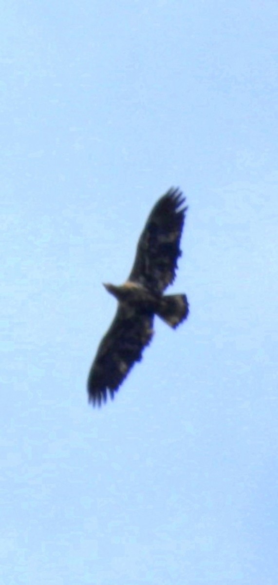 Bald Eagle - ML610649505