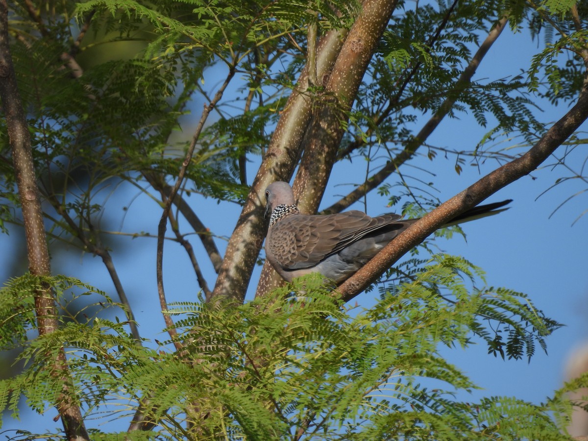 珠頸斑鳩 - ML610649506