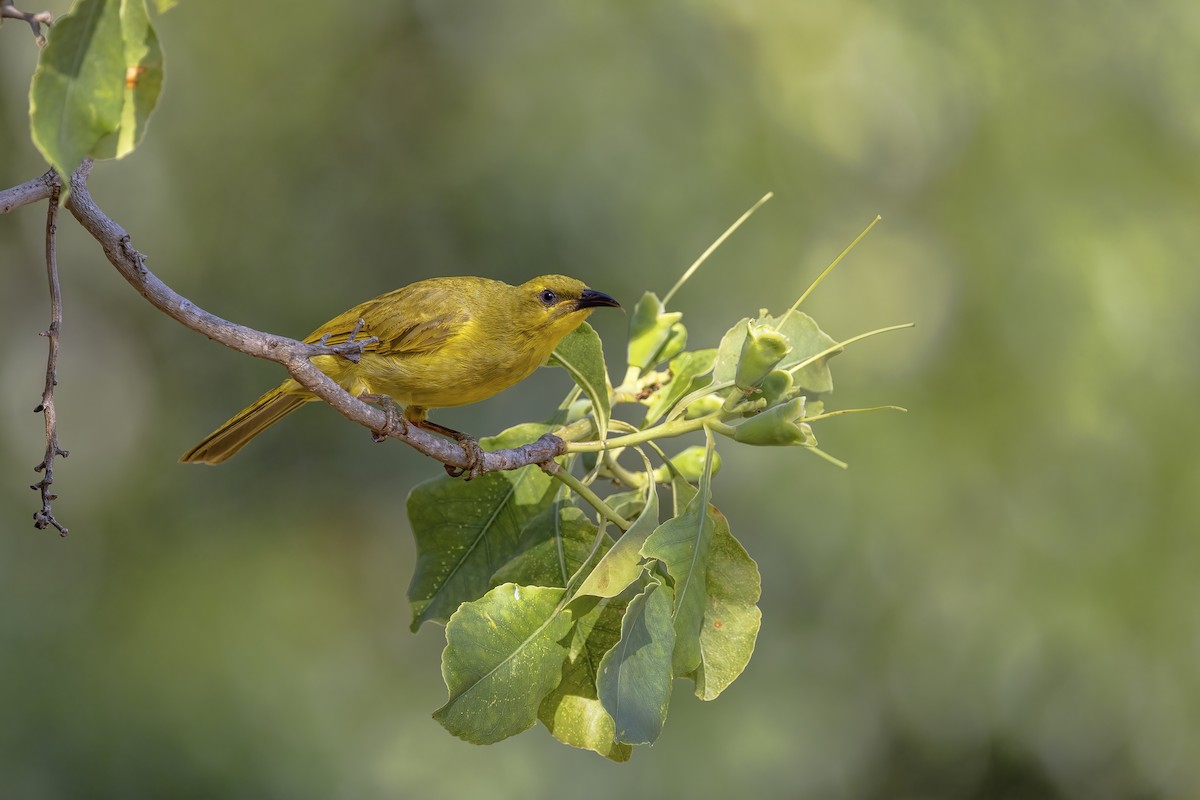 Yellow Honeyeater - Jill Duncan &  Ken Bissett