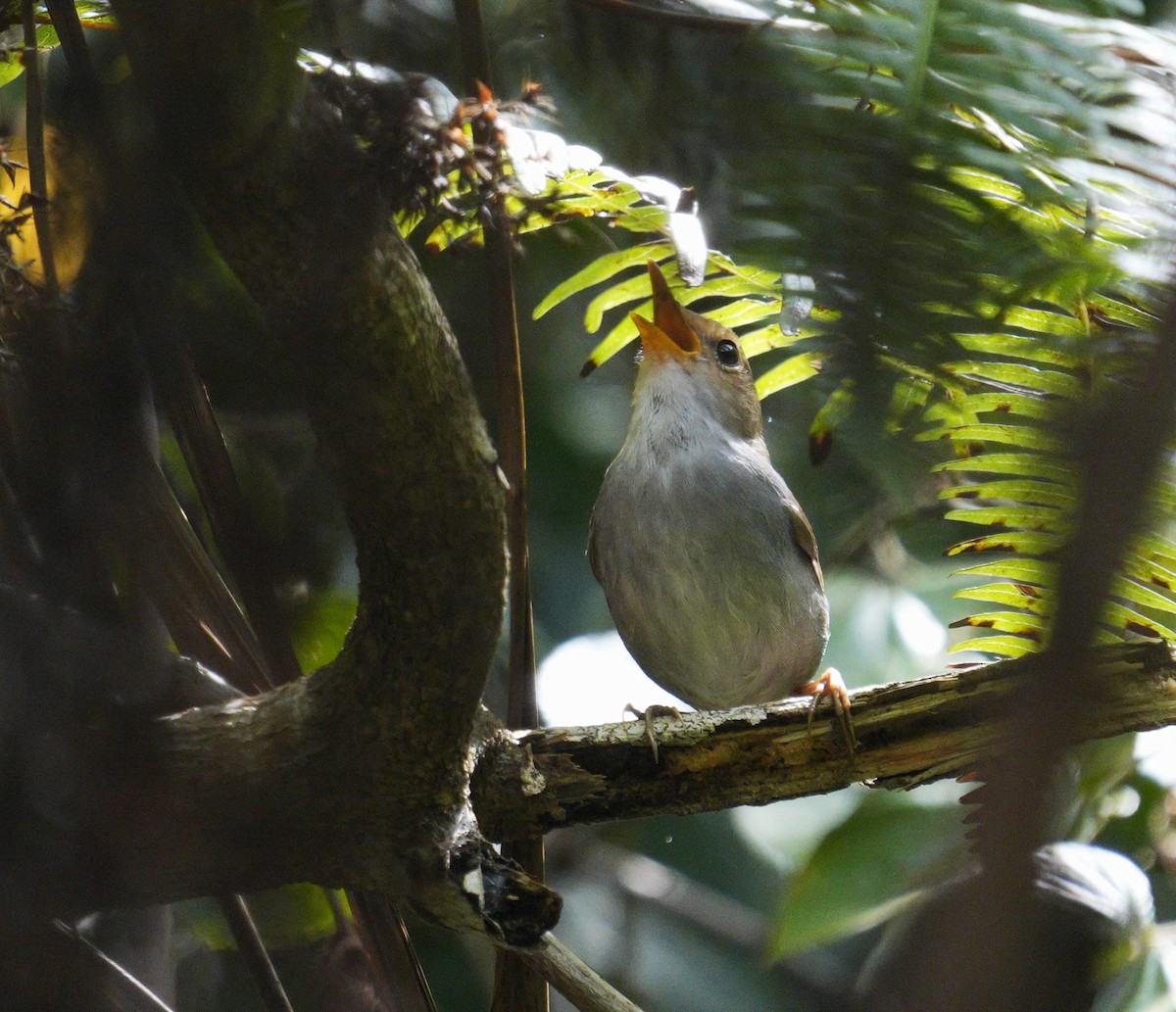 Russet-capped Tesia - Ethan Skinner