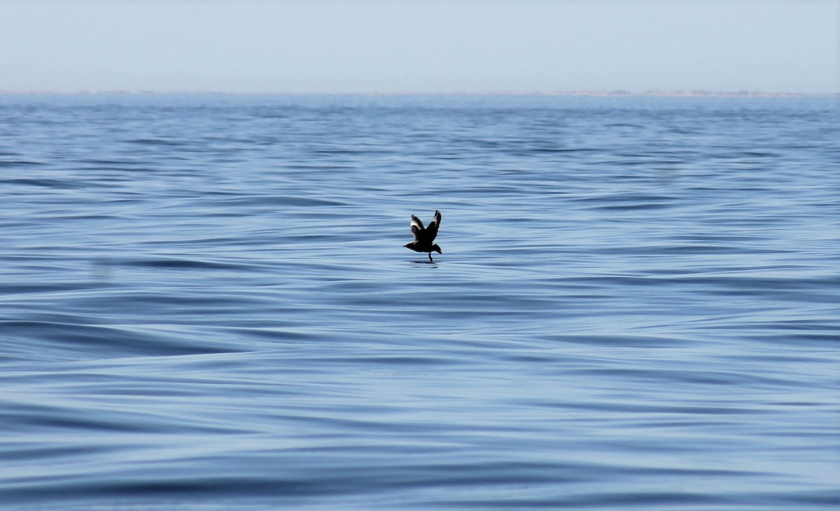 Great Skua - ML610649644