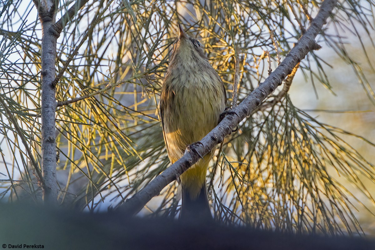 Palm Warbler (Western) - David Pereksta