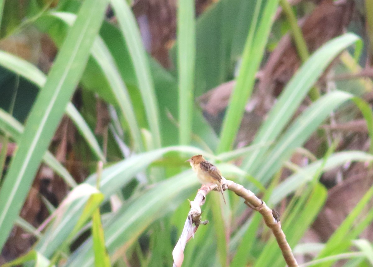 Golden-headed Cisticola - ML610649750