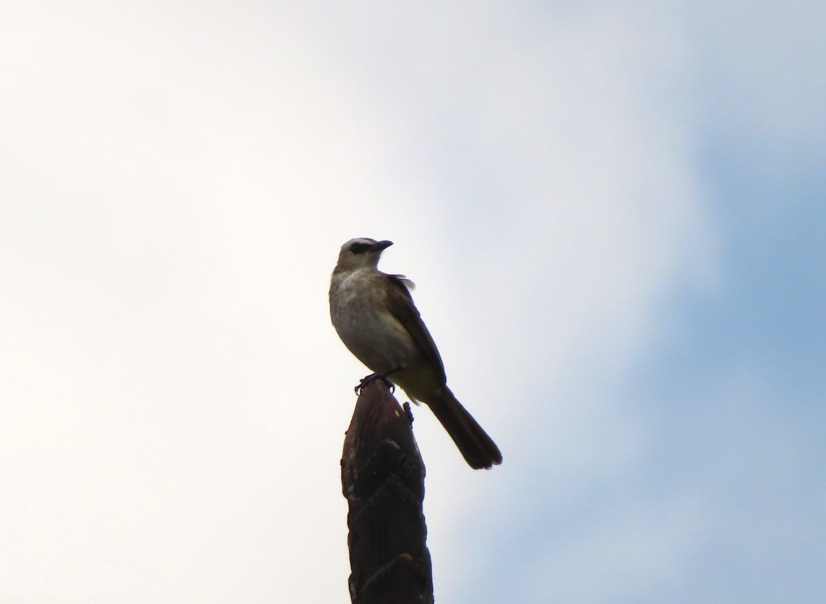 Yellow-vented Bulbul - ML610649839