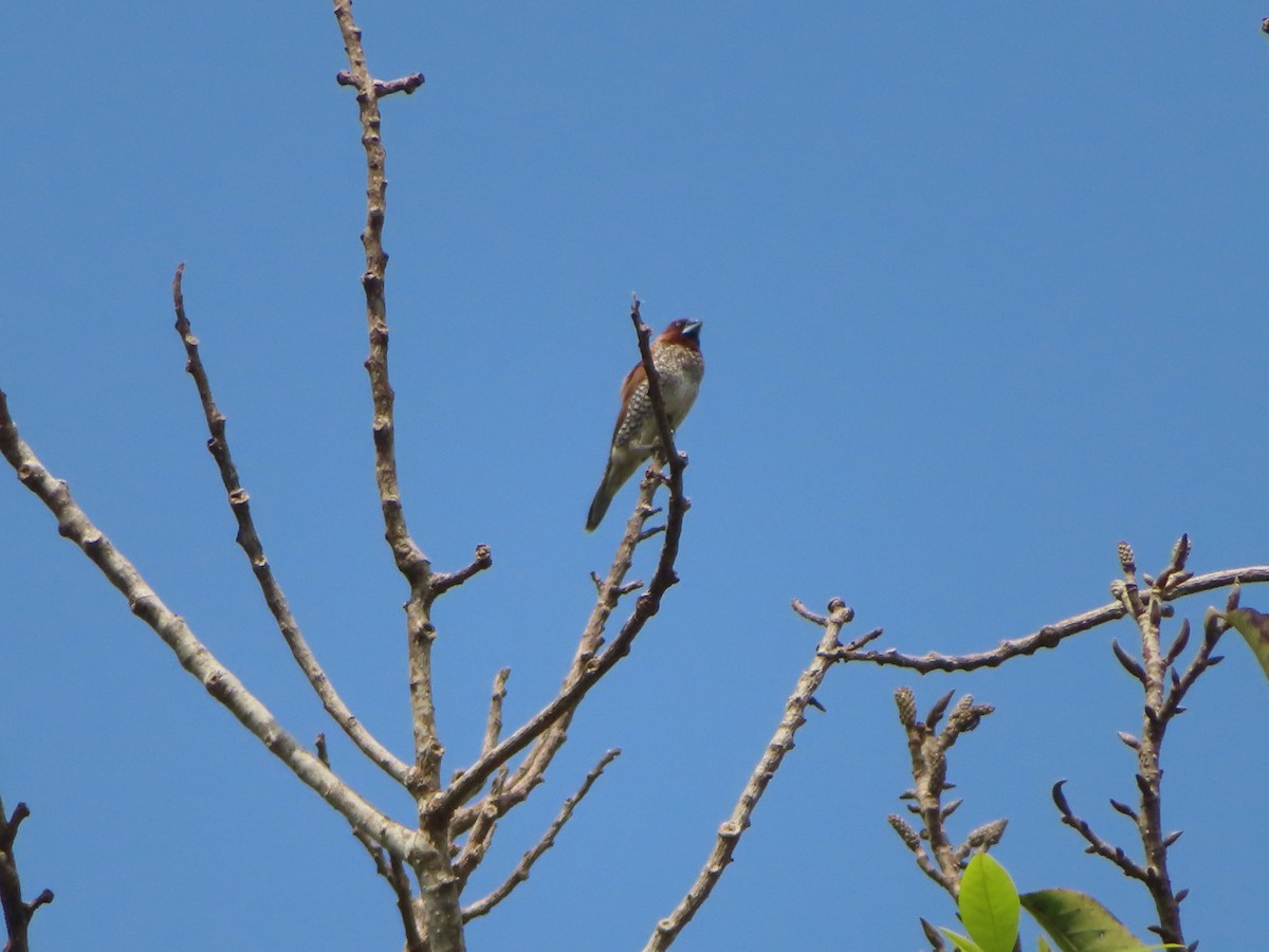 Scaly-breasted Munia - Lynette Holm