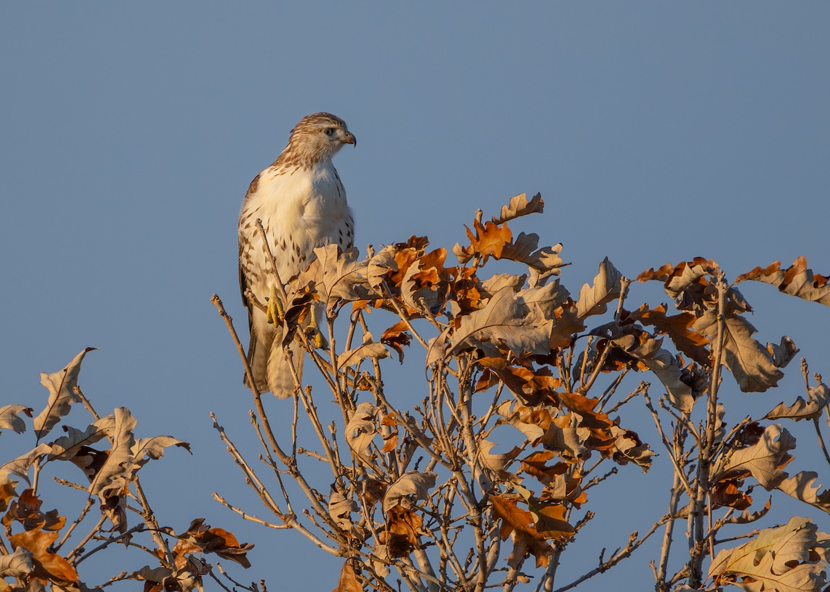 Red-tailed Hawk - ML610649879