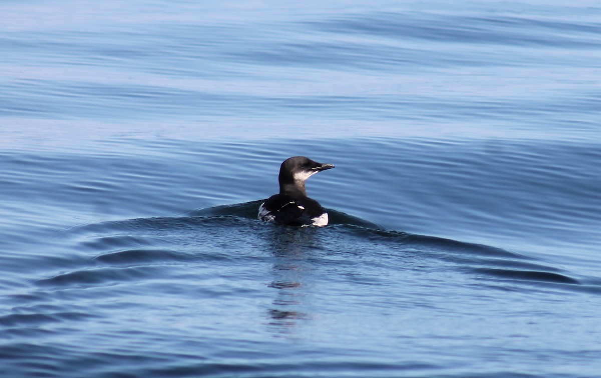 Thick-billed Murre - ML610649888