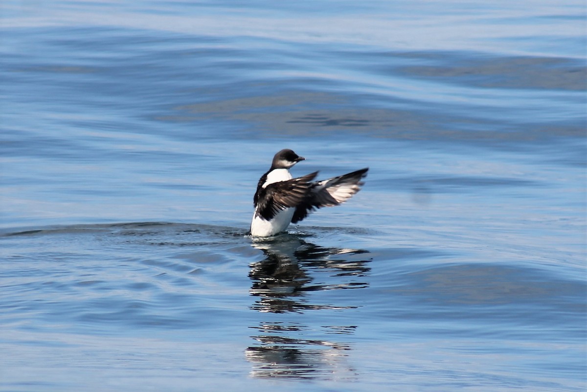 Guillemot de Brünnich - ML610649892