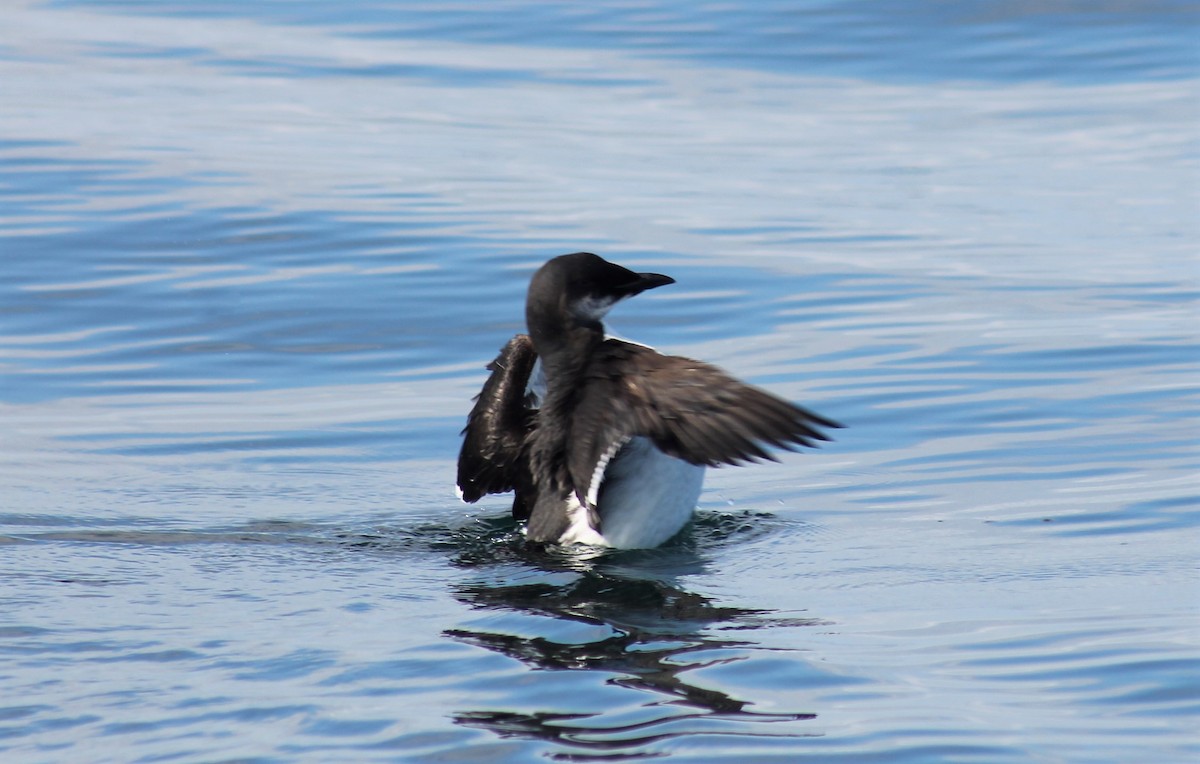 Guillemot de Brünnich - ML610649901