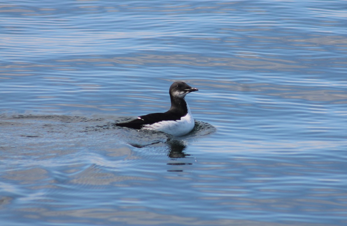 Thick-billed Murre - ML610649906