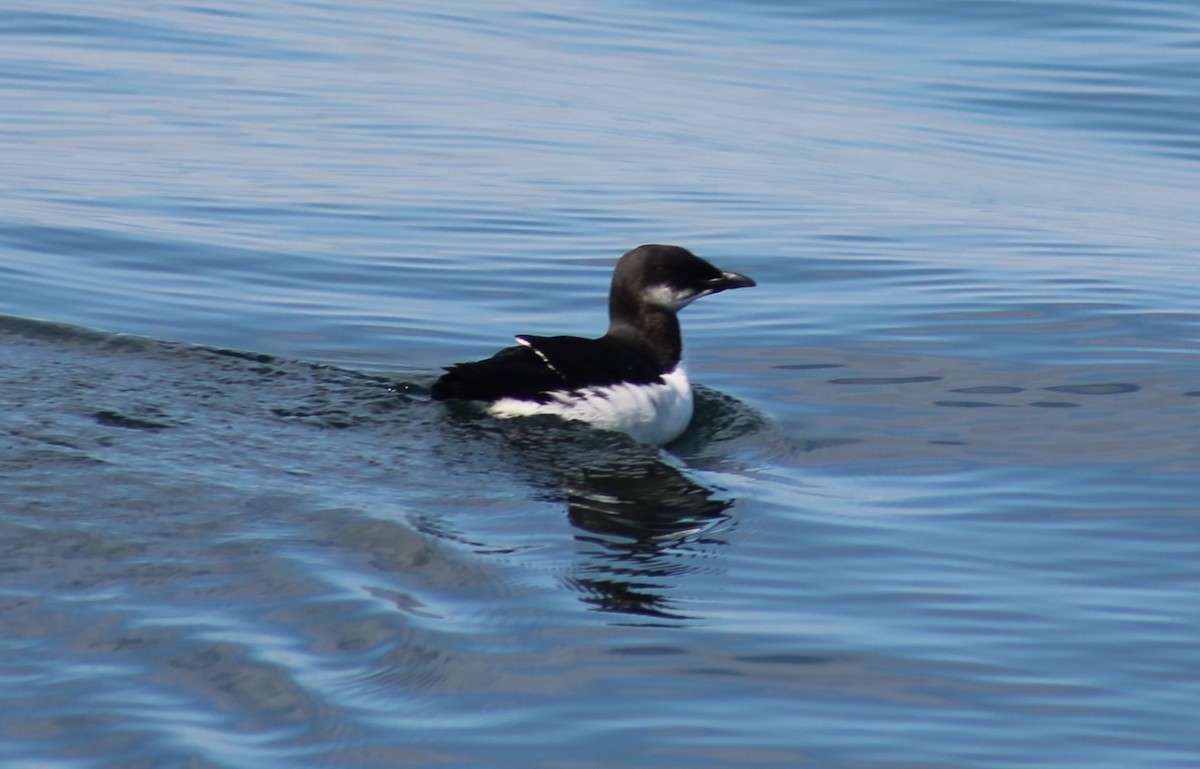 Guillemot de Brünnich - ML610649920