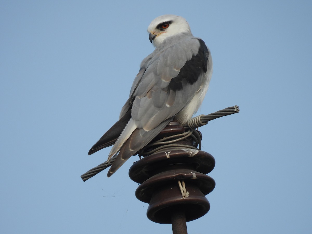 Black-winged Kite - ML610649929