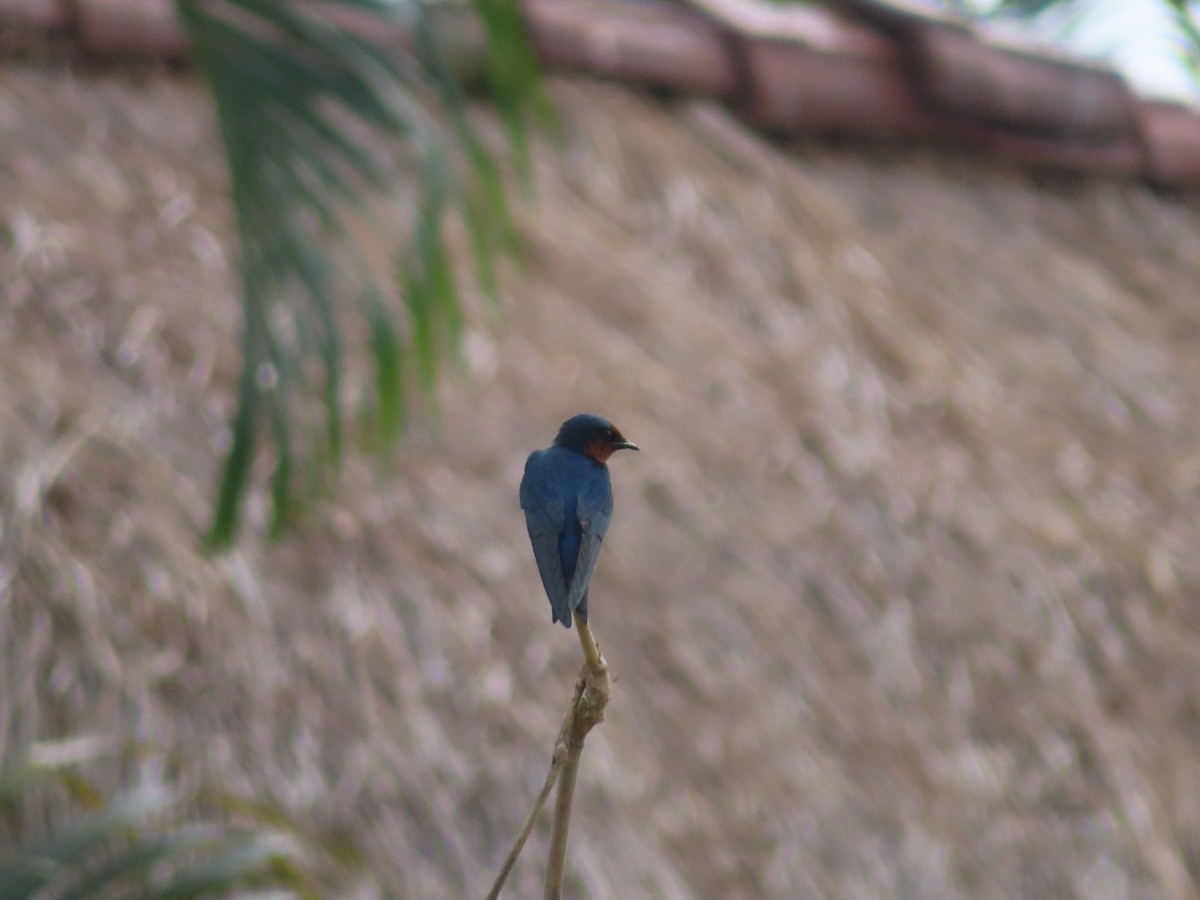 Pacific Swallow - Lynette Holm