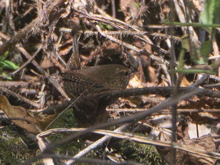 Pacific Wren - Elizabeth Crouthamel