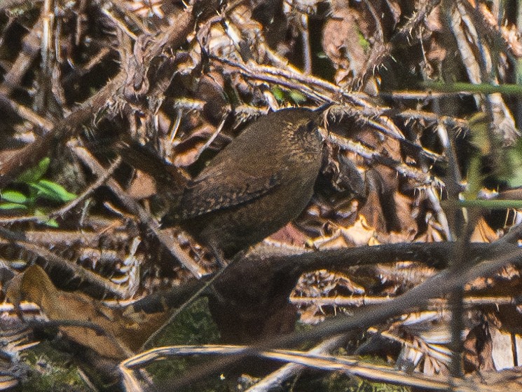 Pacific Wren - ML610650015