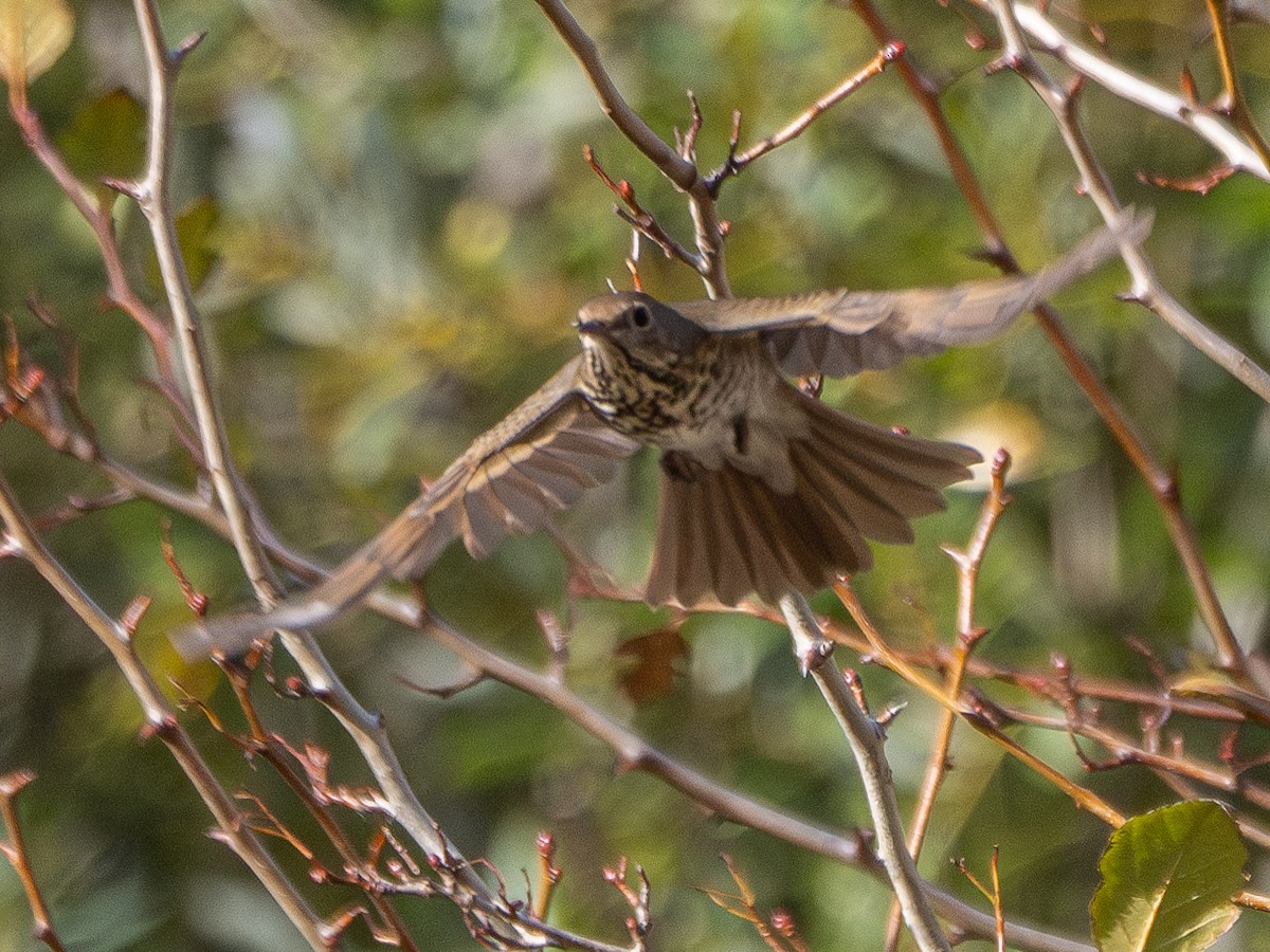 Hermit Thrush - ML610650018