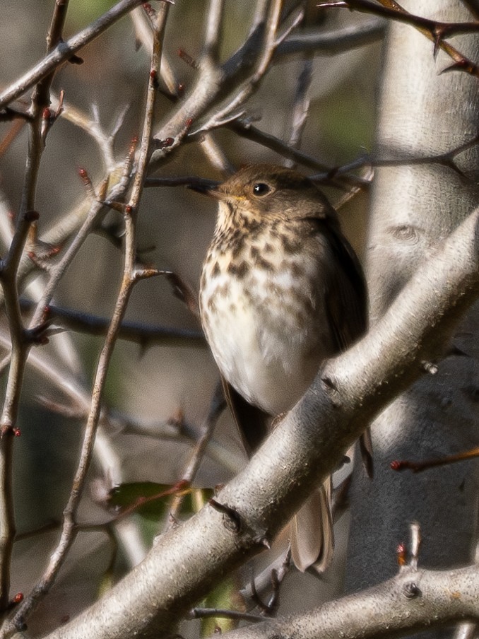 Hermit Thrush - ML610650027