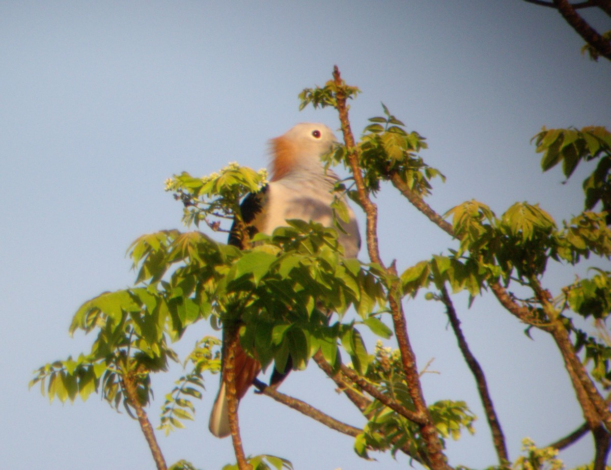 Green Imperial-Pigeon (Rufous-naped) - ML610650066