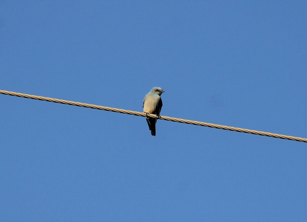 Mountain Bluebird - ML610650128