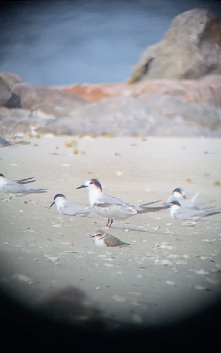 Kentish Plover - ML610650171