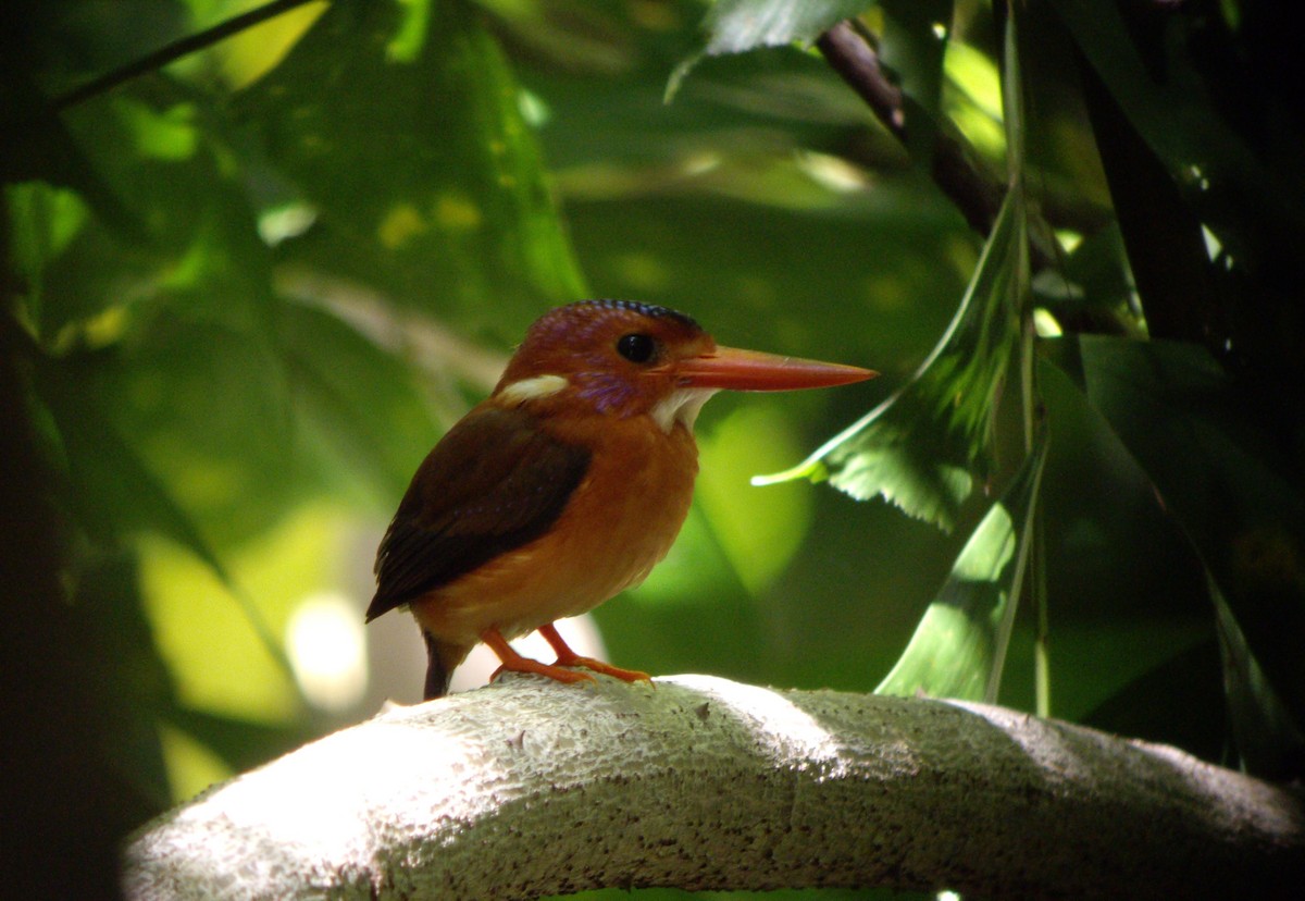 Sulawesi Dwarf-Kingfisher - ML610650191