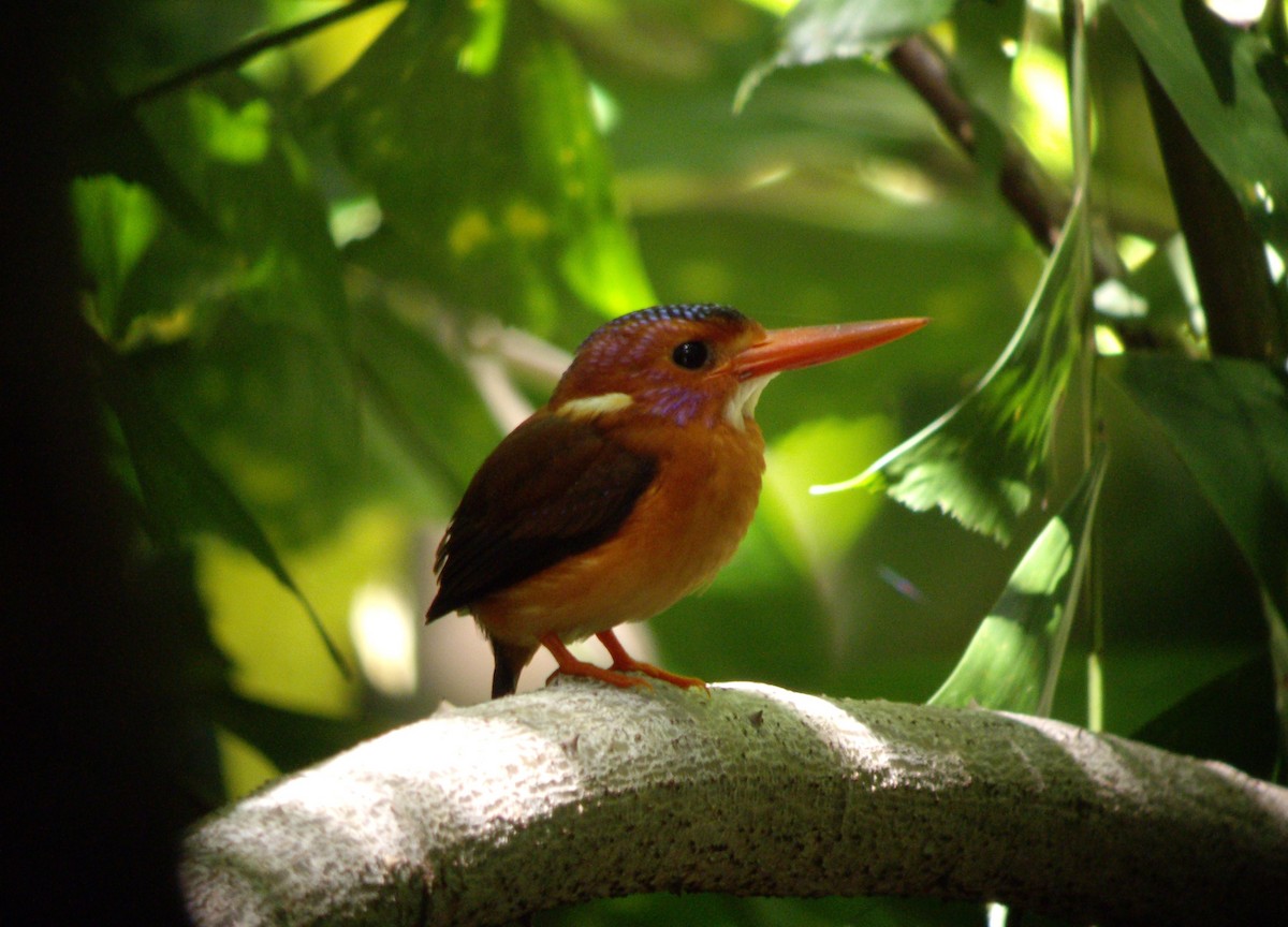 Sulawesi Dwarf-Kingfisher - ML610650194