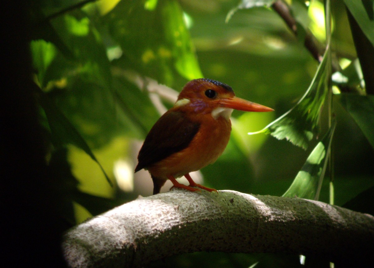 Sulawesi Dwarf-Kingfisher - ML610650196