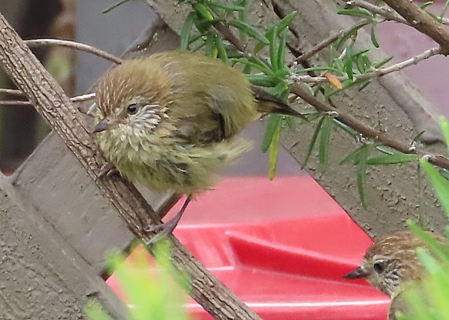 Striated Thornbill - Christine Rand