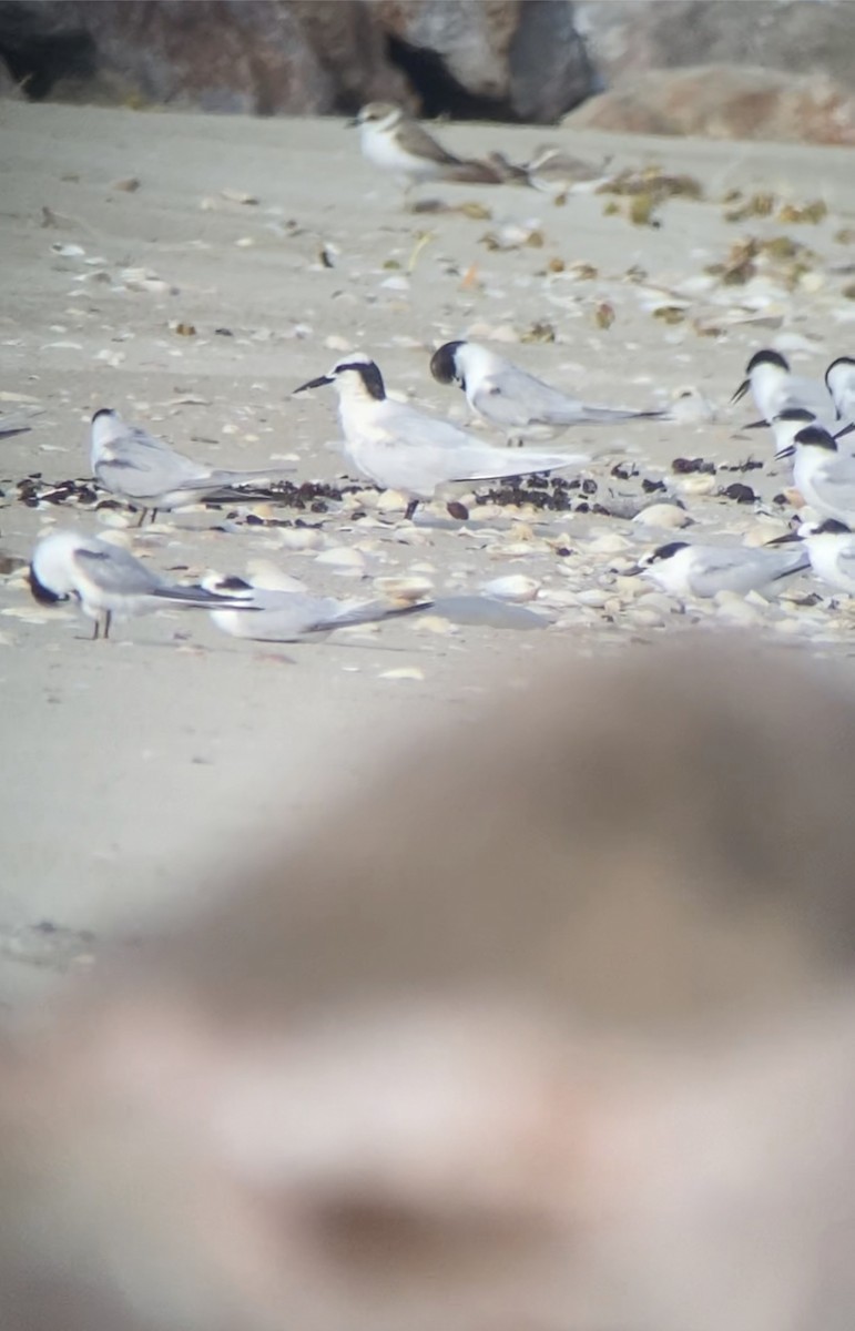 Black-naped Tern - Shep Thorp