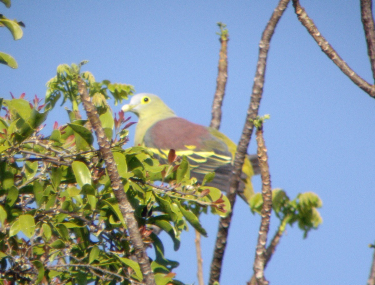 Gray-cheeked Green-Pigeon - ML610650230