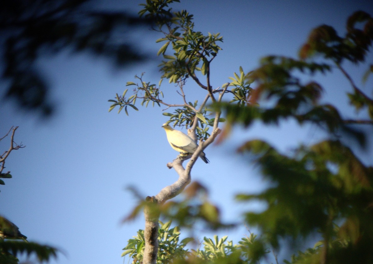 Silver-tipped Imperial-Pigeon - ML610650236