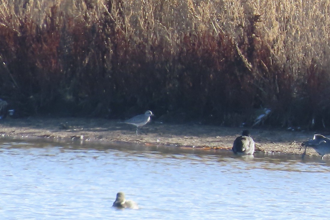 Black-bellied Plover - ML610650287