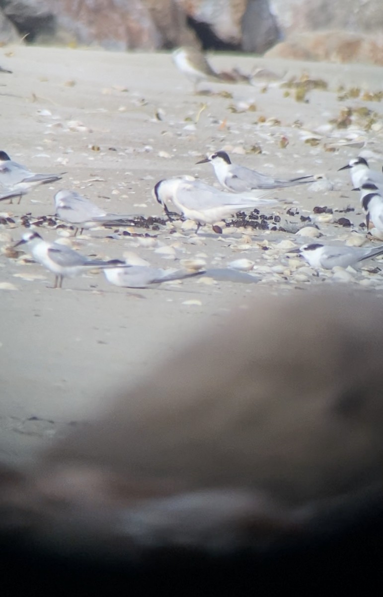 Black-naped Tern - Shep Thorp