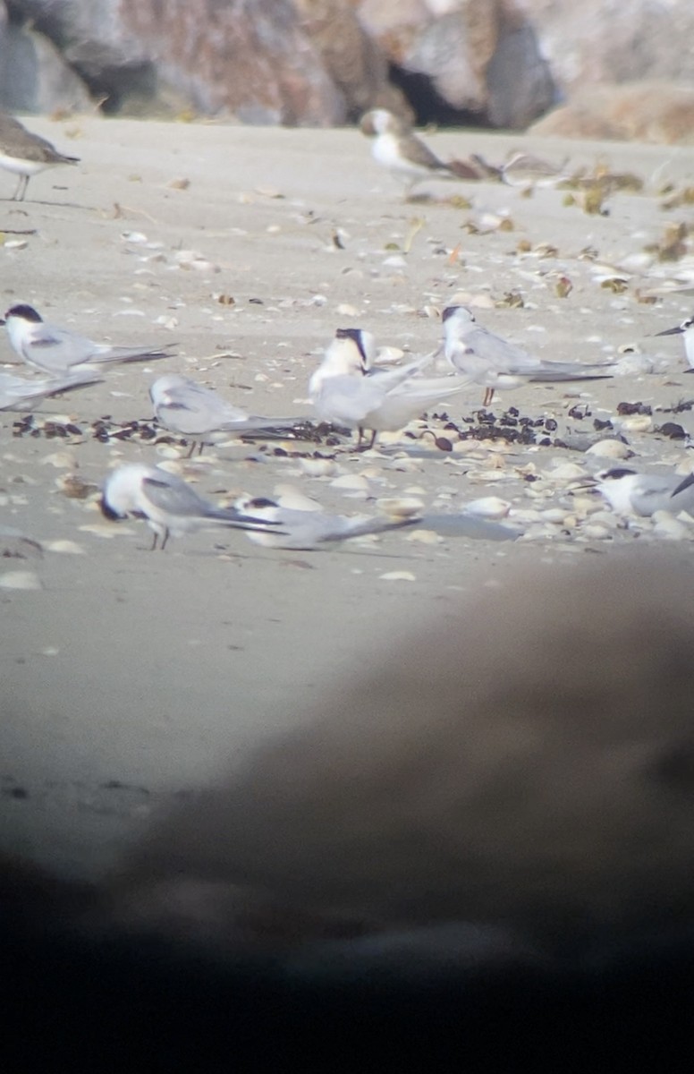 Black-naped Tern - Shep Thorp