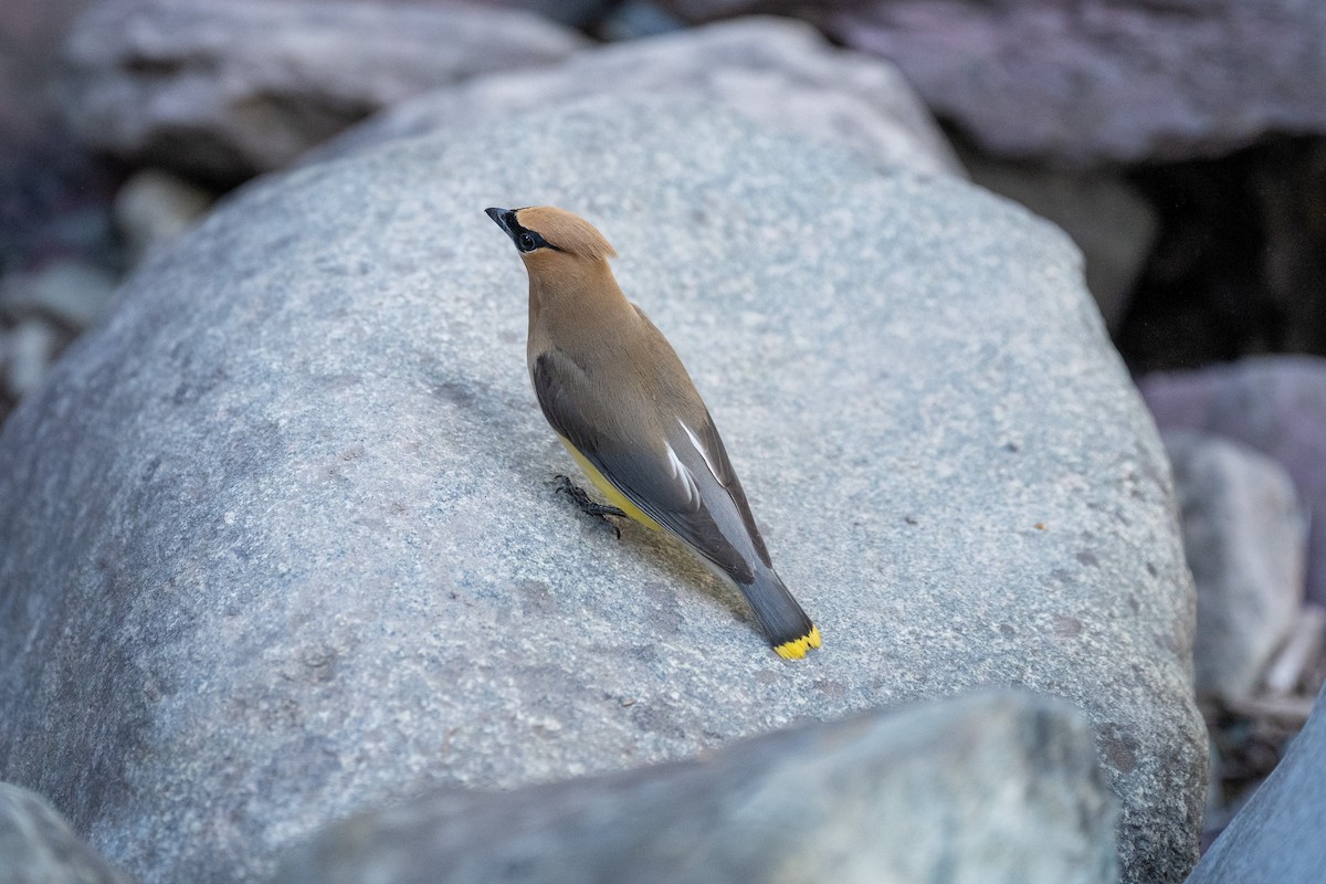 Cedar Waxwing - ML610650396