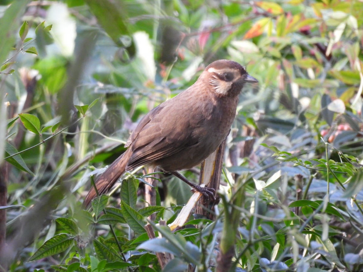 White-browed Laughingthrush - ML610650482