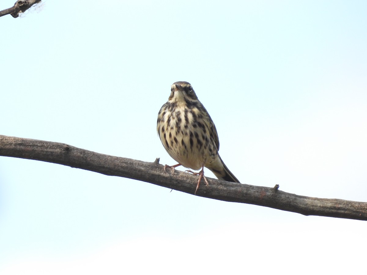 Rosy Pipit - ML610650529