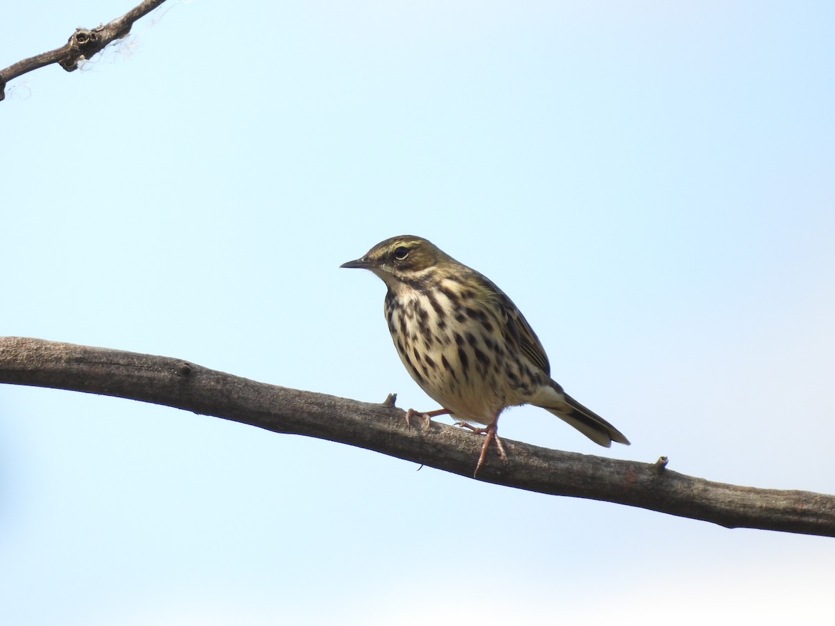 Rosy Pipit - ML610650531