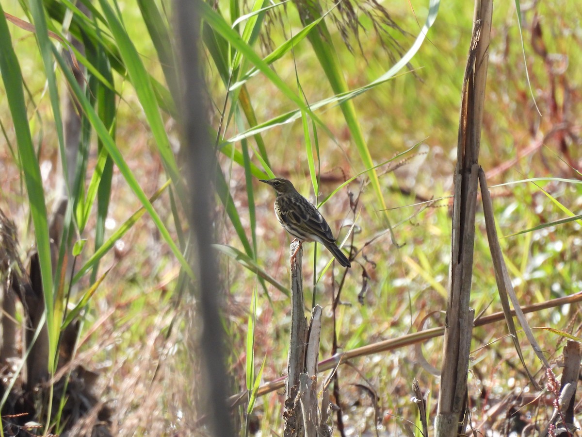 Rosy Pipit - ML610650532