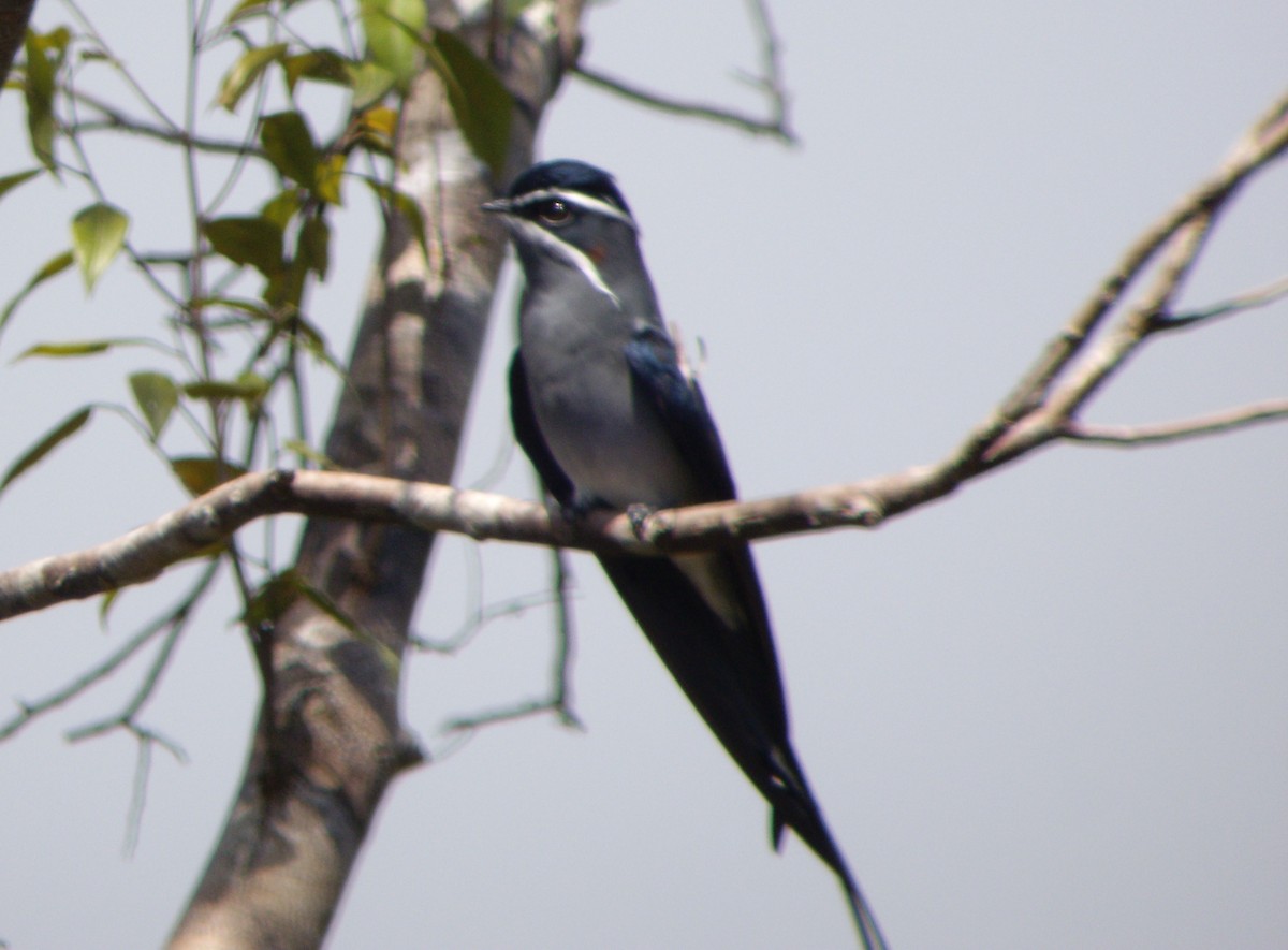 Moustached Treeswift - ML610650542