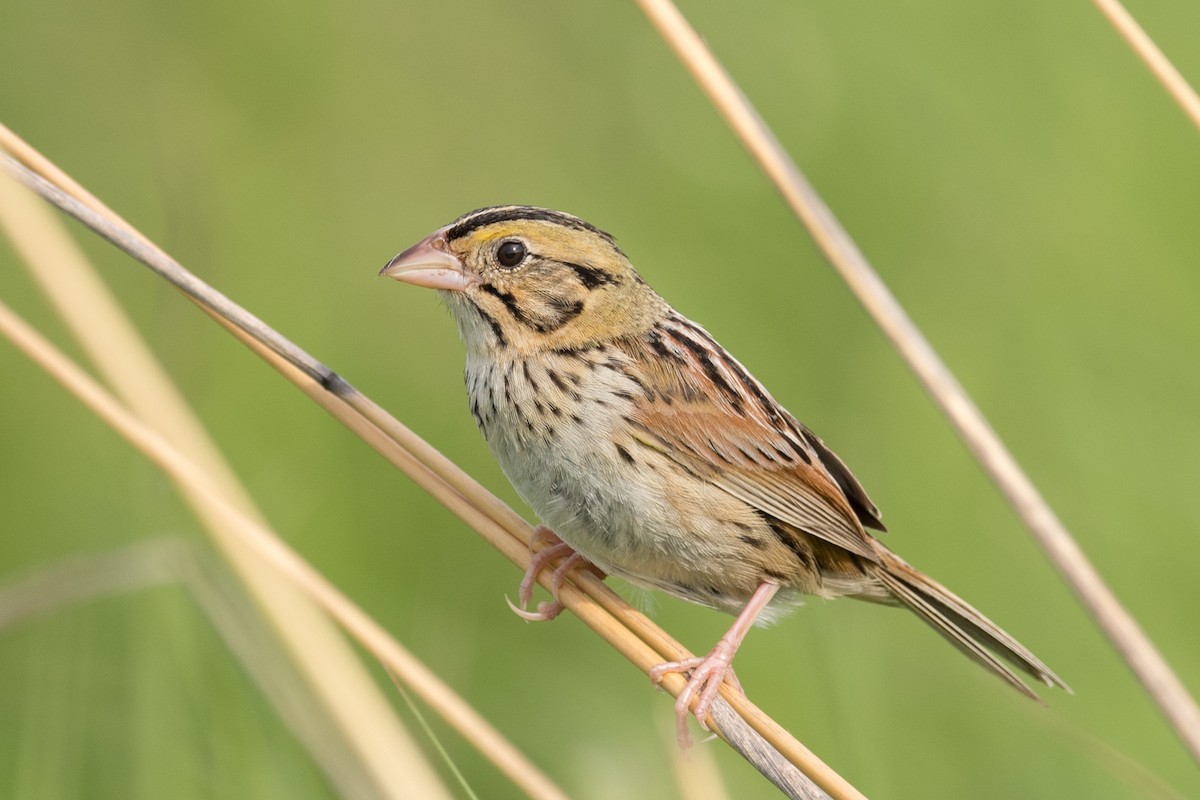 Henslow's Sparrow - ML61065061