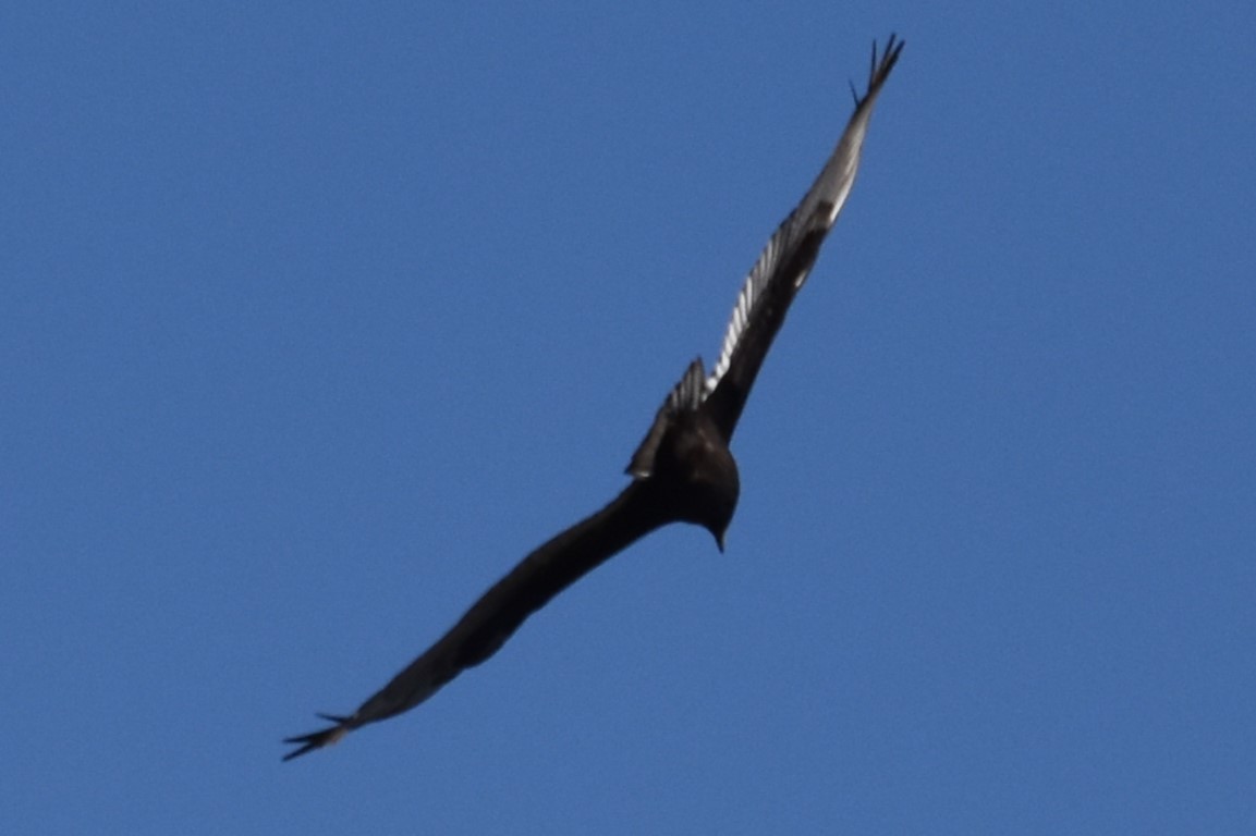 Turkey Vulture - ML610650634