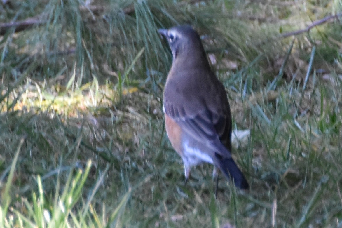 American Robin - ML610650643