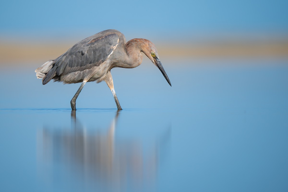 Reddish Egret - Matt Zuro