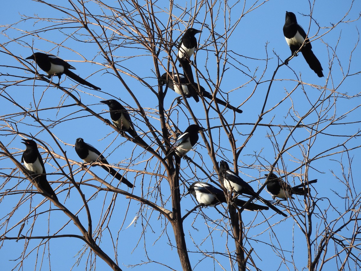 Oriental Magpie - Xiongfei Pu