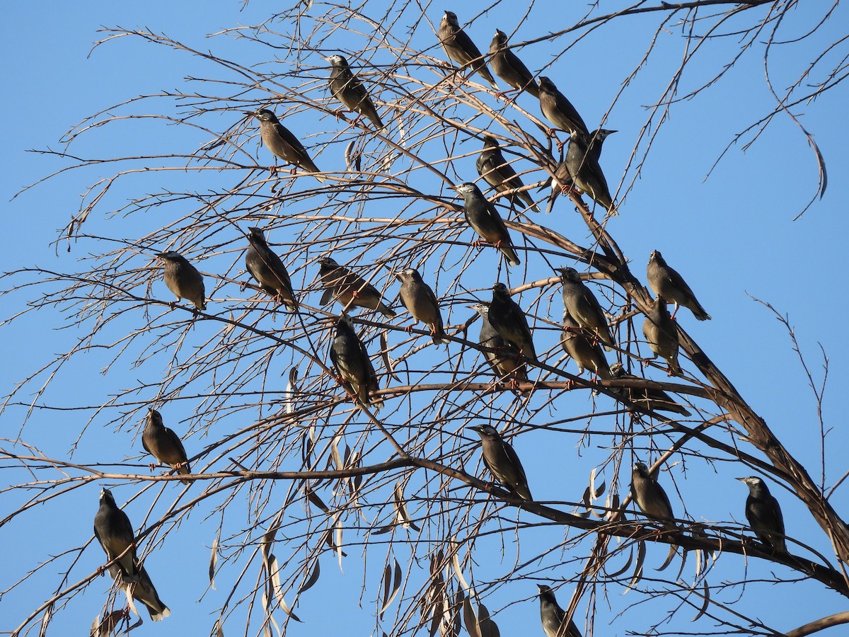 White-cheeked Starling - ML610650694