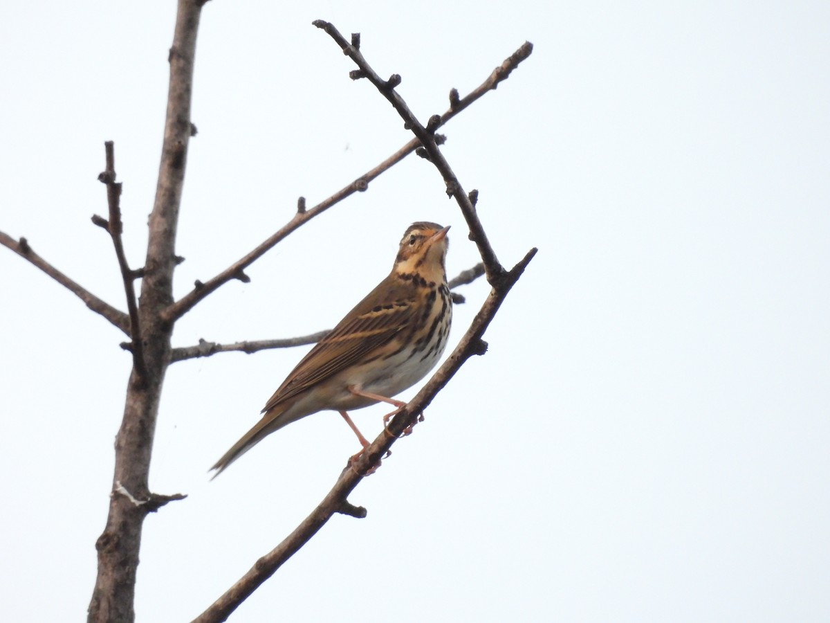Olive-backed Pipit - Xiongfei Pu