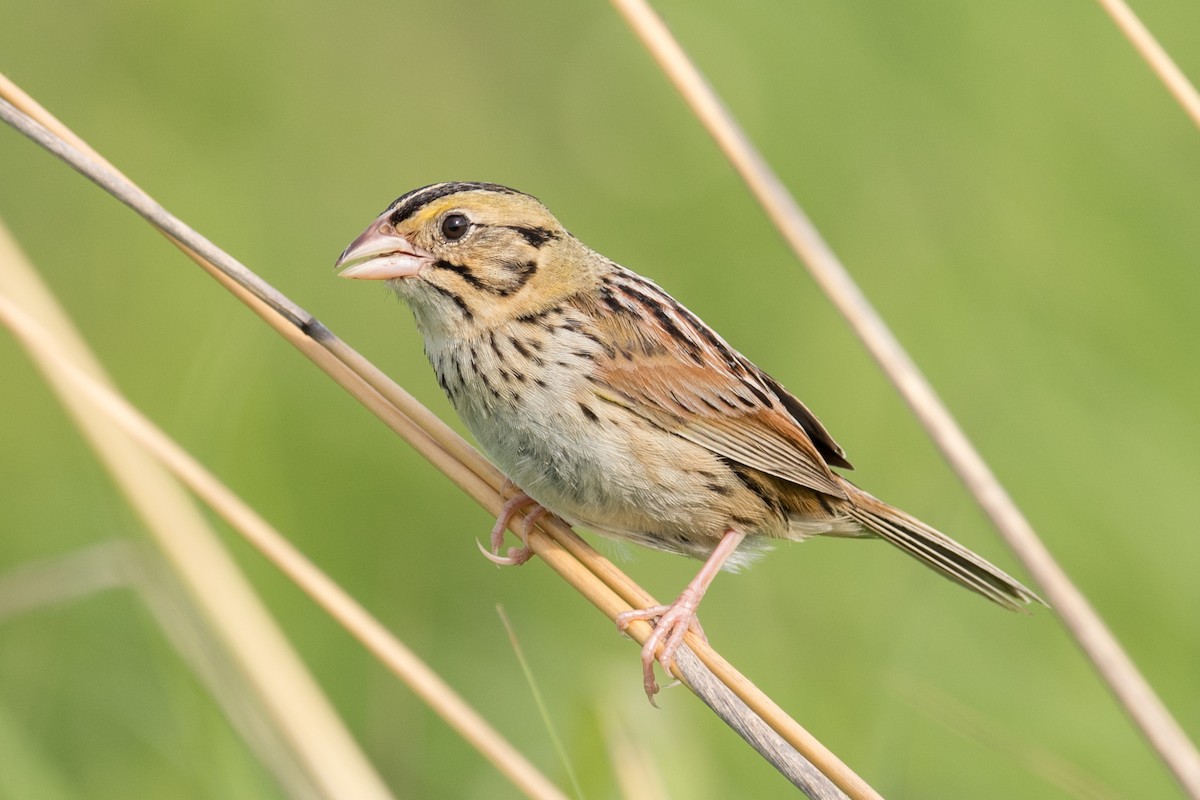 Henslow's Sparrow - ML61065071